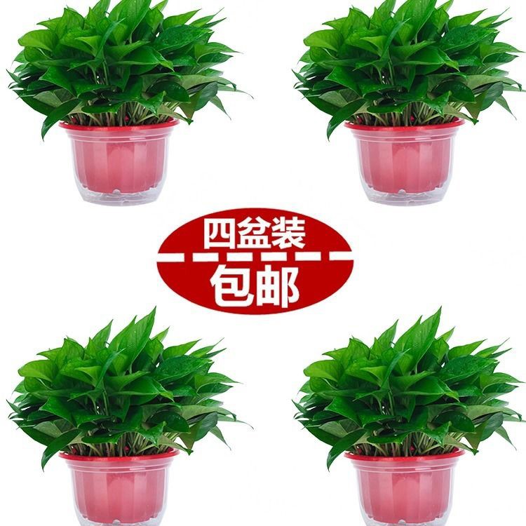 绿萝盆栽大叶绿萝吸甲醇净化空气绿箩防辐射水培植物新房家用呆兰