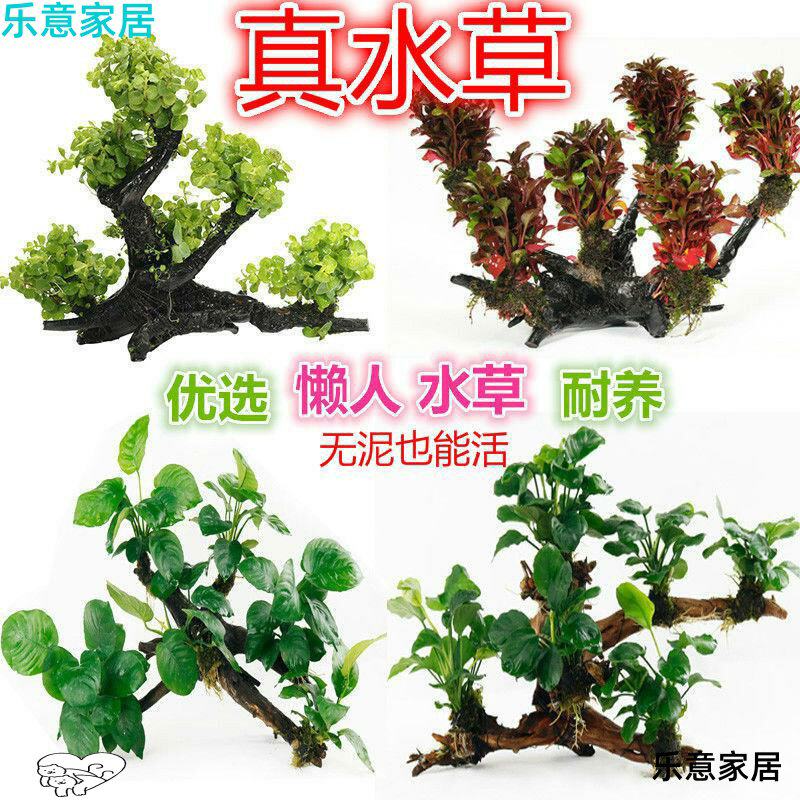 三头多头沉木水草鱼缸造景装饰懒人水草金钱草水榕红玫瑰沉木