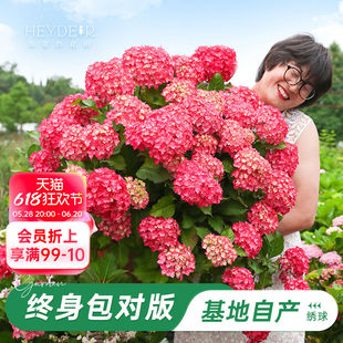 海蒂的花园旗舰店绣球花苗尽夏花手鞠绣球阳台庭院花卉盆栽