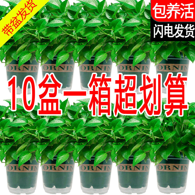 新房绿萝盆栽室内吸除甲醛绿植净化空气水培绿箩植物室内吊兰客厅