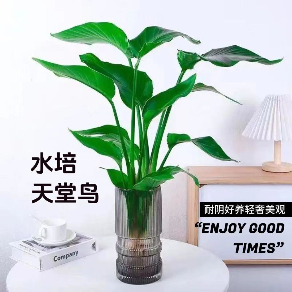 水培天堂鸟植物老桩大绿植盆栽四季绿植客厅花卉鹤望兰水培植物