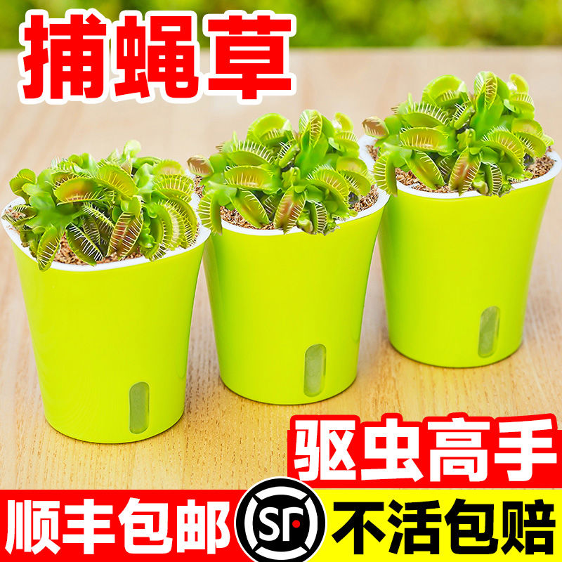 超大捕蝇草盆栽猪笼草茅膏菜食虫绿植物水培趣味驱蚊食人花捕
