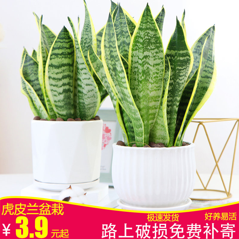 金边虎皮兰高矮种植物室内大盆栽虎尾兰裸苗客厅水培白玉花