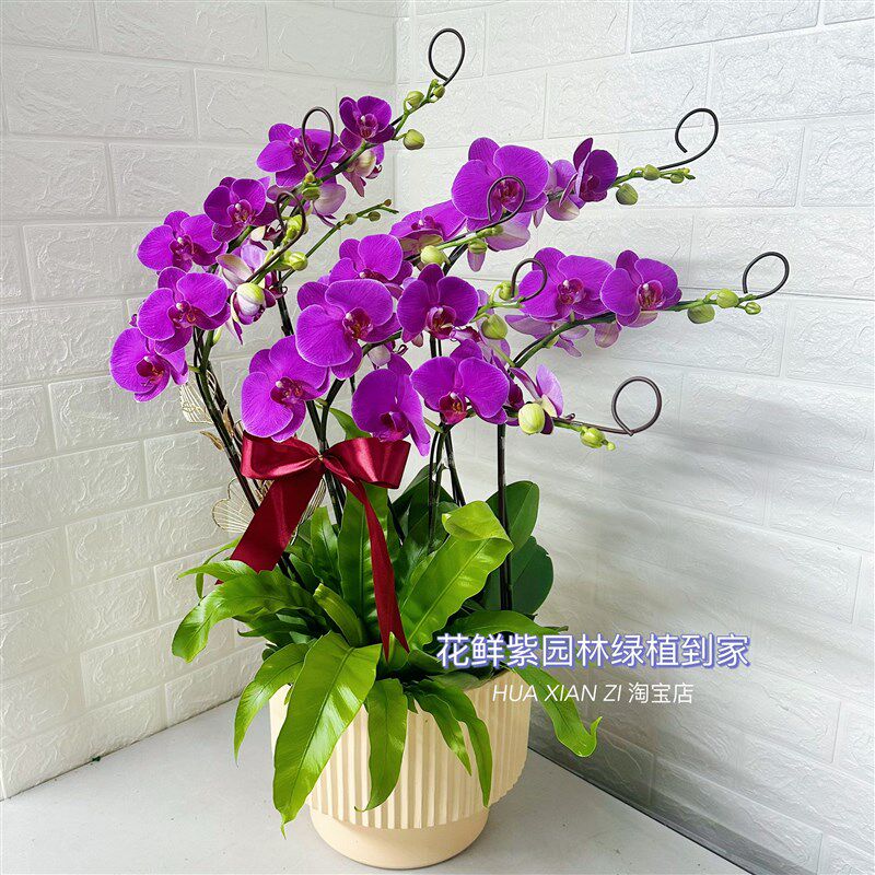 深圳蝴蝶兰盆栽客厅室内带花苞植物办公室前台开业乔迁送礼花卉