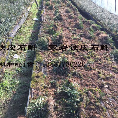 寒岩软脚红杆铁皮石斛驯化苗浙江乐清雁荡山品种一年半苗