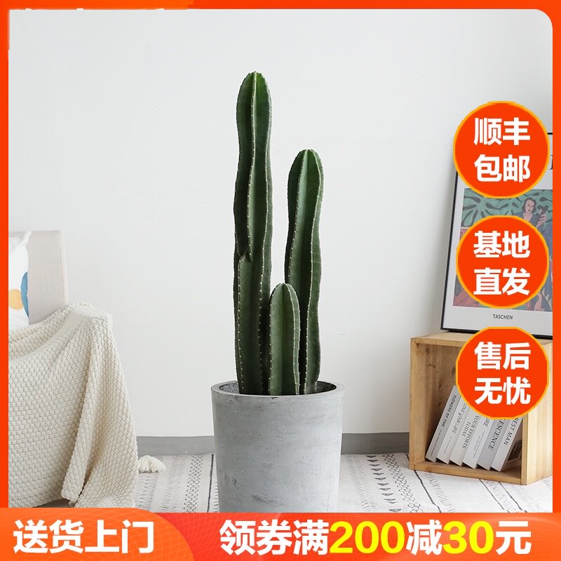 量天尺仙人柱仙人掌多肉植物北欧中大型客厅办公室盆栽防辐射绿植