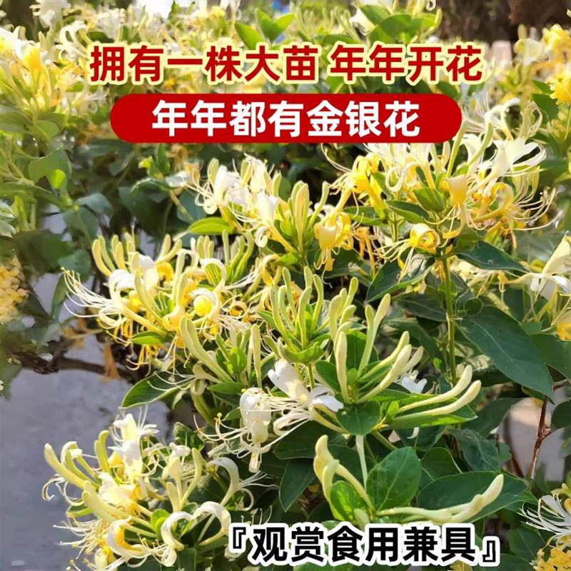 金银花树苗爬藤植物老桩盆栽花苞浓香花卉绿植四季可食用阳台庭院
