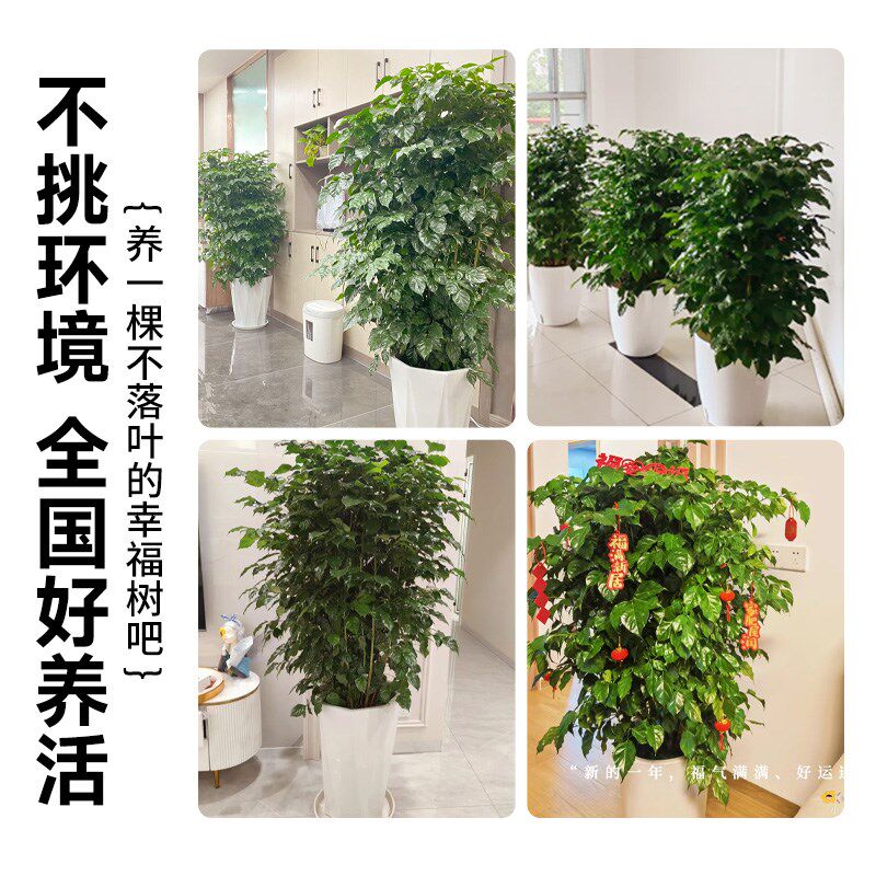 幸福树客厅大盆栽大棵老桩大型绿植落地高级感室内禄植丛生大树苗