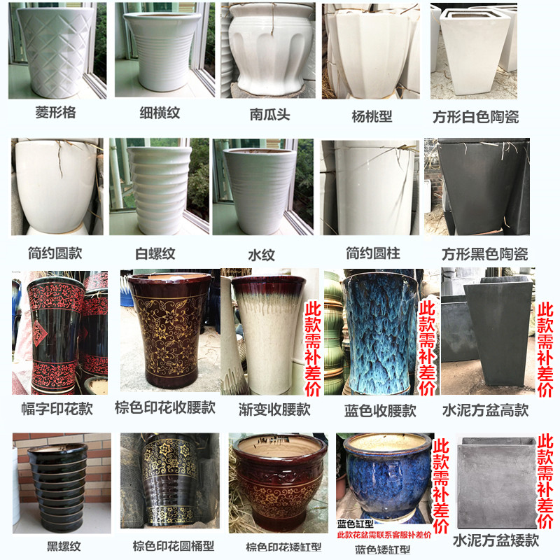 中型金钱树盆栽室内客厅大盆景招财摇钱树防辐射净化空气同城配送