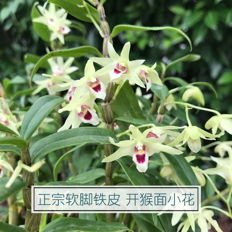 霍山原种铁皮石斛苗一斤 红杆软脚生态种植室内绿植兰花卉可食用