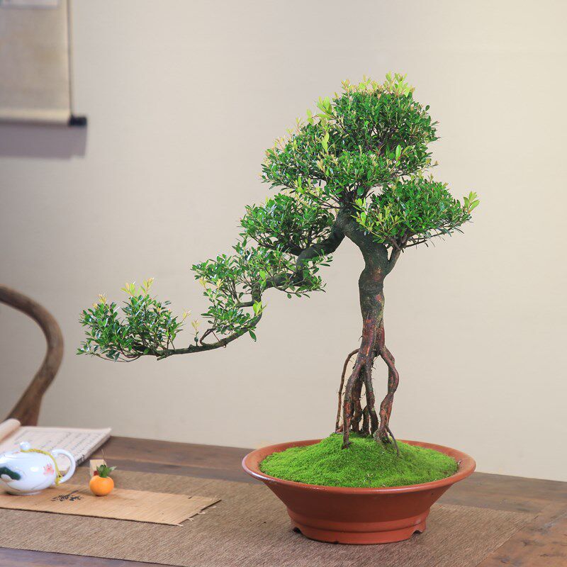 小叶赤楠盆栽一物一拍老桩造型紫砂盆景客厅庭院绿植室内观叶桌面