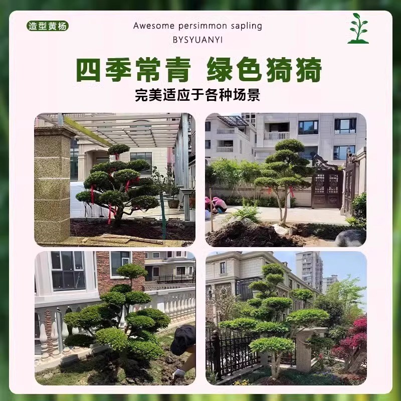 小叶黄杨树庭院别墅造型雀氏黄杨盆景树四季常青树苗绿化进化空气