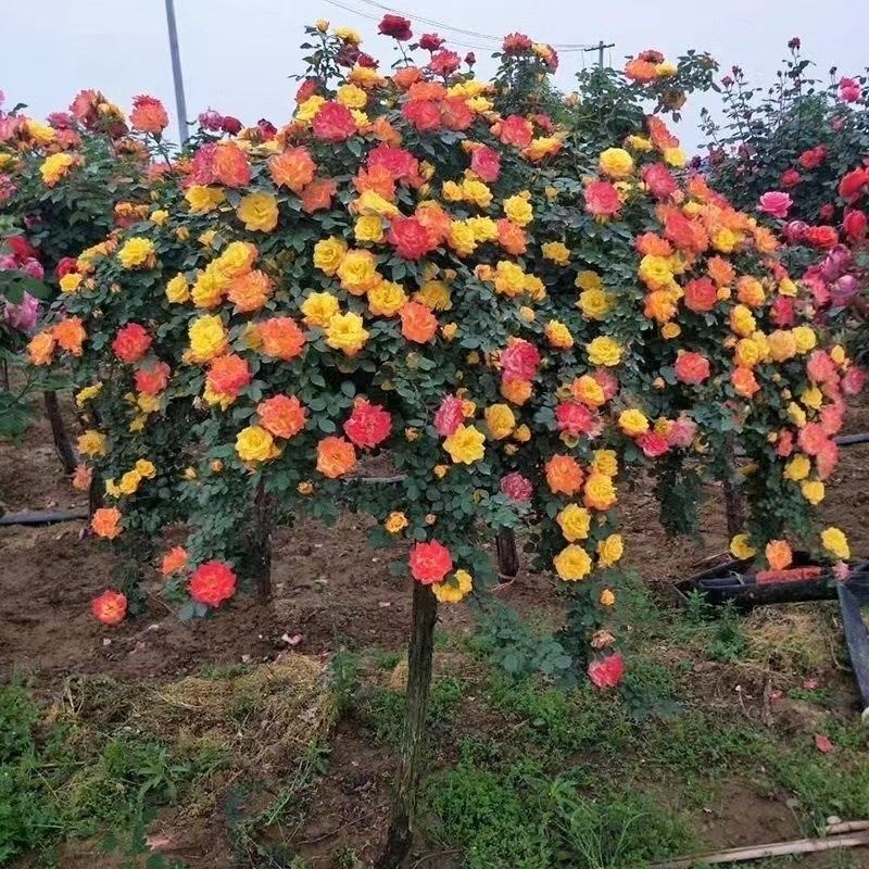 南阳树桩月季花苗特大花朵花卉植物玫瑰花树庭院别墅四季开花不断