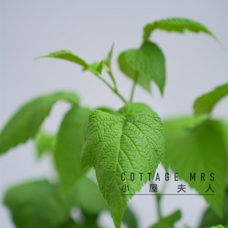 树莓盆栽 覆盆子盆栽   阳台南方北方种植多年生耐热耐寒