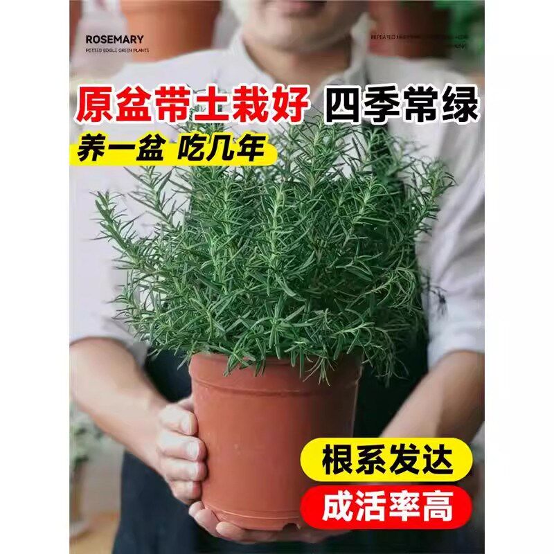 大盆迷迭香盆栽可食用煎牛排用百里香薄荷叶紫苏新鲜香草植物香料