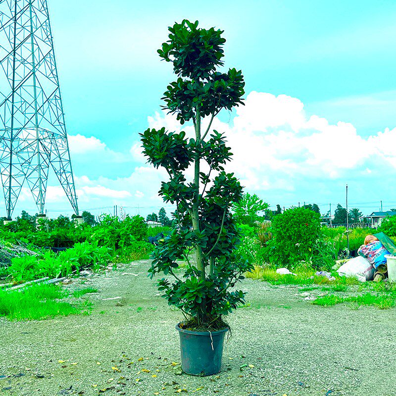 摇钱树金钱榕盆栽绿植地栽老桩造型火山榕树室内客厅观赏植物盆景