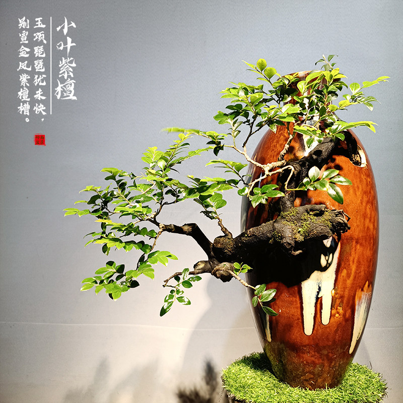 小叶紫檀盆景黑骨茶老桩悬崖式根艺造型花瓶摆件室内客厅桌面绿植
