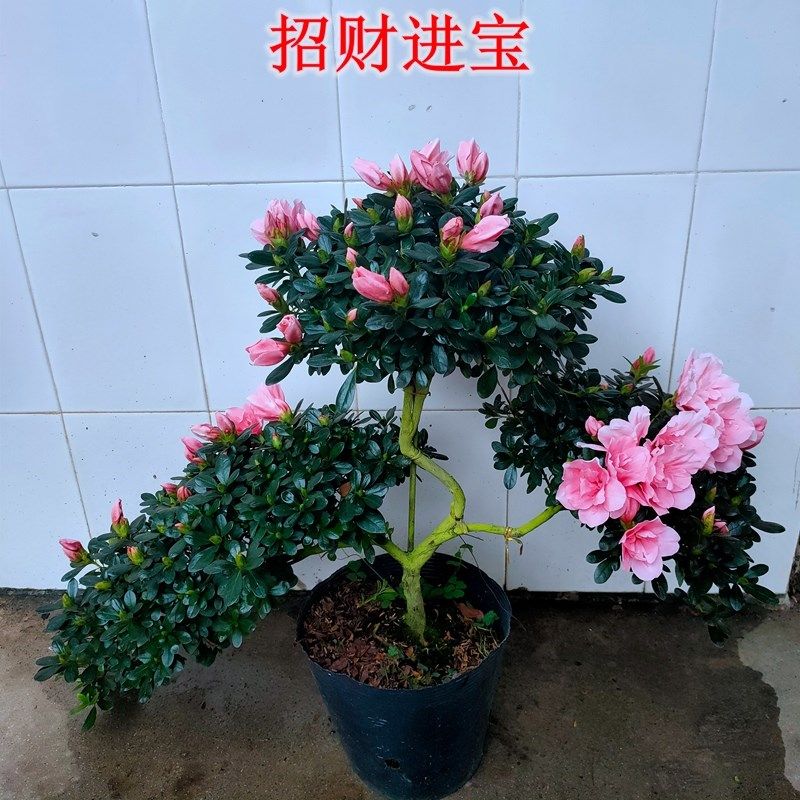 红粉佳人樱桃红高山流水造型杜鹃花盆景凤尾心型盆栽耐寒耐热四季