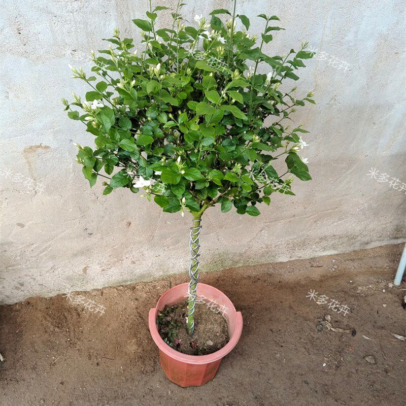 精品大号单瓣笔尖茉莉花盆栽老桩独杆巨型茉莉香味浓郁