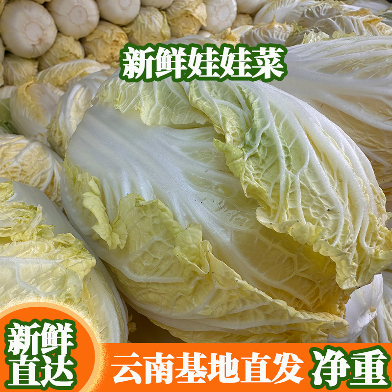 云南新鲜黄心娃娃菜蔬菜