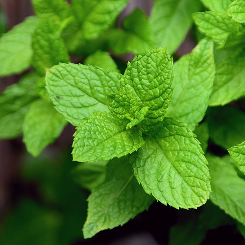 顺丰包邮新鲜发货新鲜薄荷滇肴记