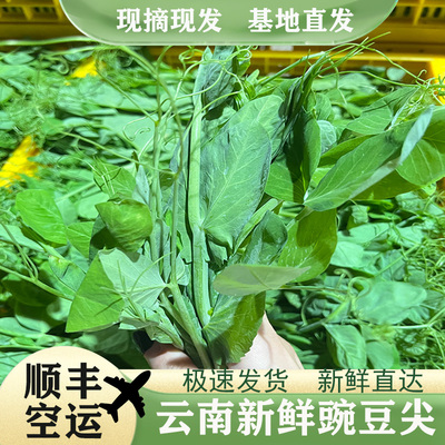 滇肴记新鲜豌豆尖基地发货
