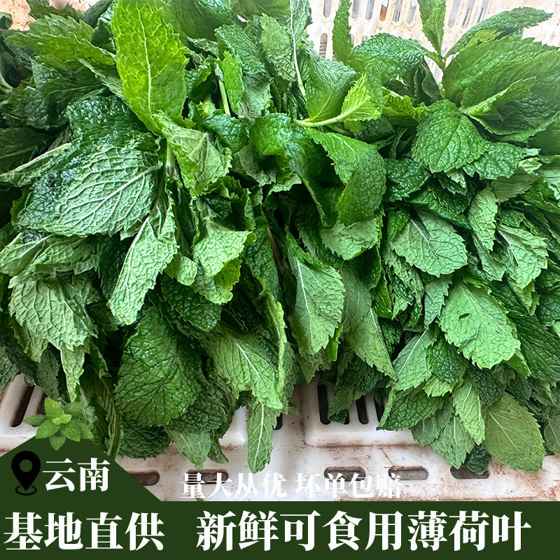 云南基地新鲜蔬菜可食用留兰香皱叶薄荷牛肉羊肉米线留兰香批发