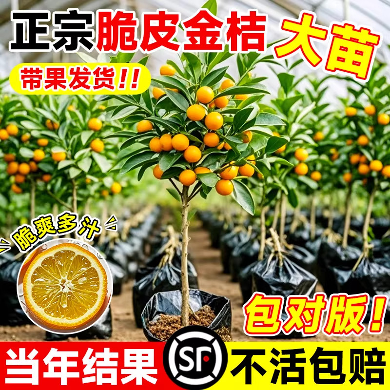 正宗脆皮金桔树树苗带果发当年结果广西橘子树南北方庭院盆栽地栽