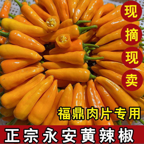 正宗永安新鲜辣椒福建香辣黄椒