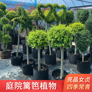 亮晶女贞棒棒糖川滇蜡树小叶亮金造型树老桩花园设计搭配花镜植物