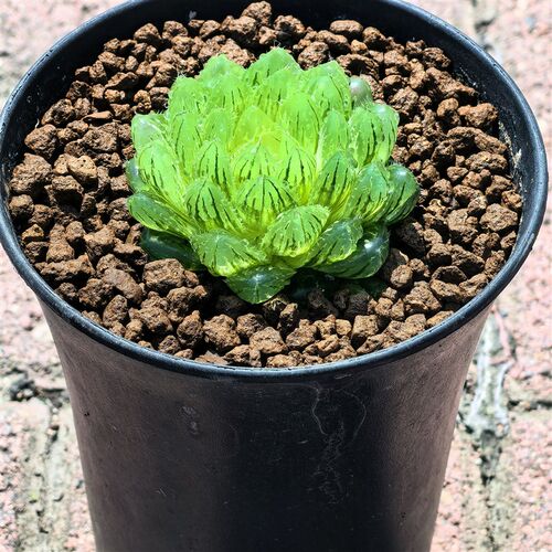 多肉植物十二卷翠云玉露5-6厘米,带原盆土发货,包邮。