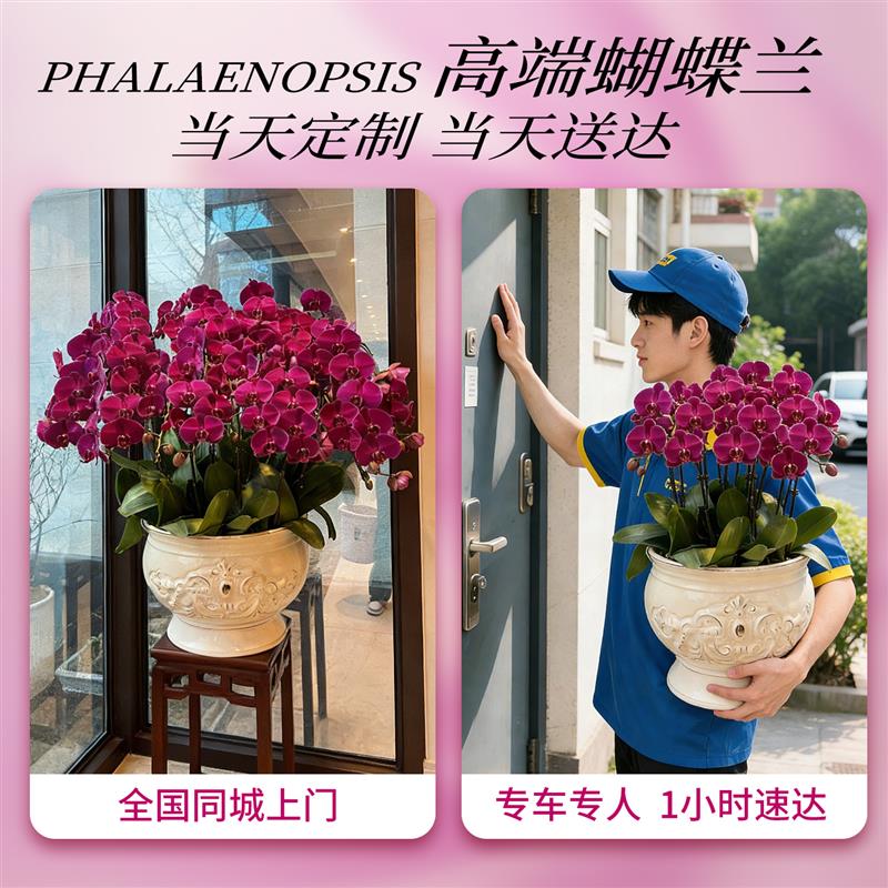 蝴蝶兰盆栽带真鲜花速递同城上海北京年宵花开业乔迁花卉广州成都