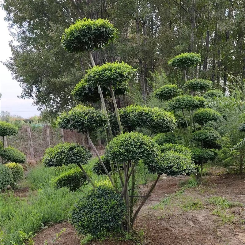 小叶女贞造型树景观地景树盆栽花卉四季常青一物一拍