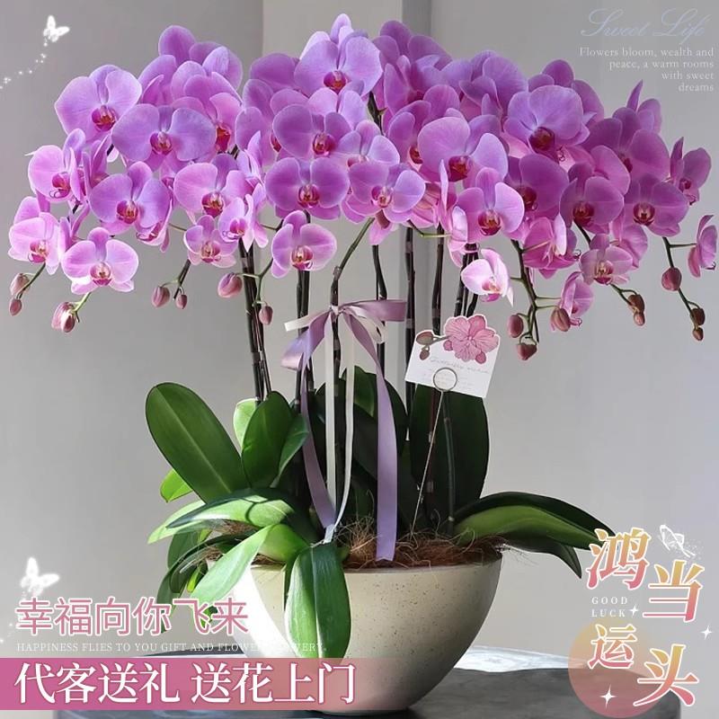 全国蝴蝶兰盆栽鲜花速递同城海口金华开业乔迁带花东莞漳州大连店