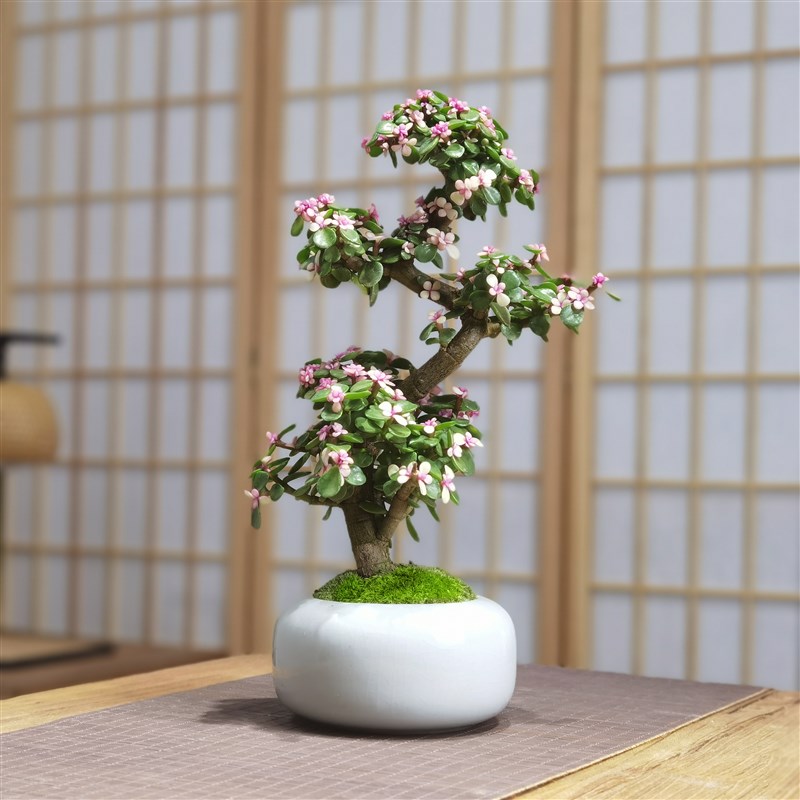 造型老桩雅乐之舞办公室桌面绿植摆件多肉植物金枝玉叶盆栽防辐射