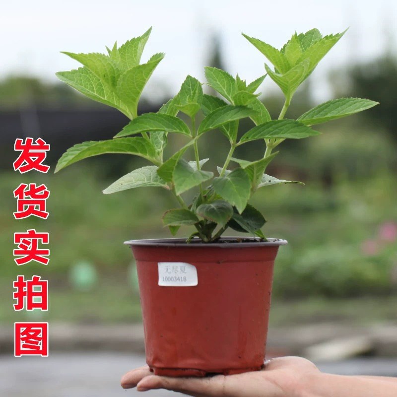 绣球花苗无尽夏四季开花绣球花盆栽庭院好养的花卉植物室内花易活