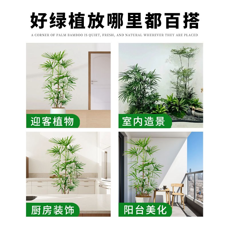 小叶棕竹客厅绿植室内落地真花大盆栽办公室大型植物花卉金山棕