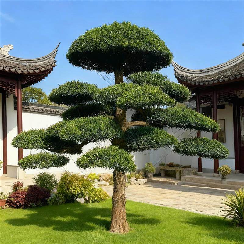 罗汉松造型原生小叶雀舌罗汉松庭院造型树地栽盆栽一对一选树