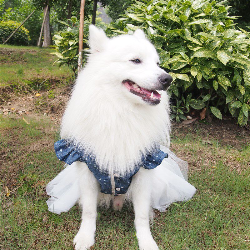中型犬宠物公主裙牛仔裙蕾丝纱裙萨摩银狐金毛拉布拉多春夏秋裙子