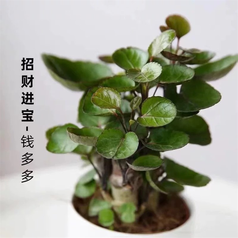 金钱兜盆栽客厅大型绿植金钱树圆叶福禄桐老桩植物室内办公室盆景