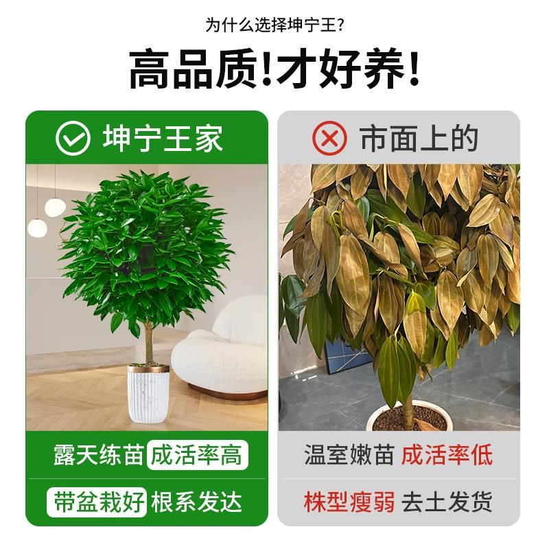 平安树客厅盆栽大型绿植室内老桩四季平安树棒棒糖新家吸甲醛植物