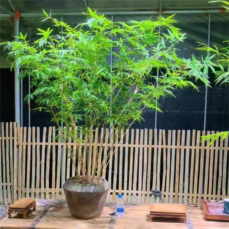 丛林版红观音竹直立大苗四季好养室内茶室竹子盆栽大型绿植盆栽