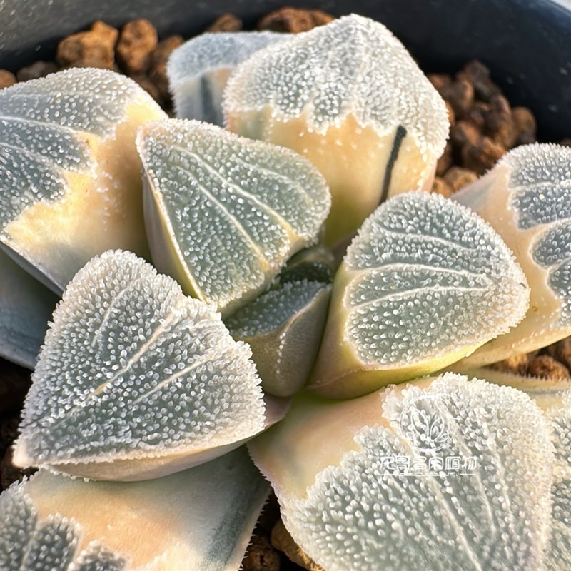 大久保丸叶磨面寿锦 玉露十二卷 多肉植物 一物一拍 带盆包邮
