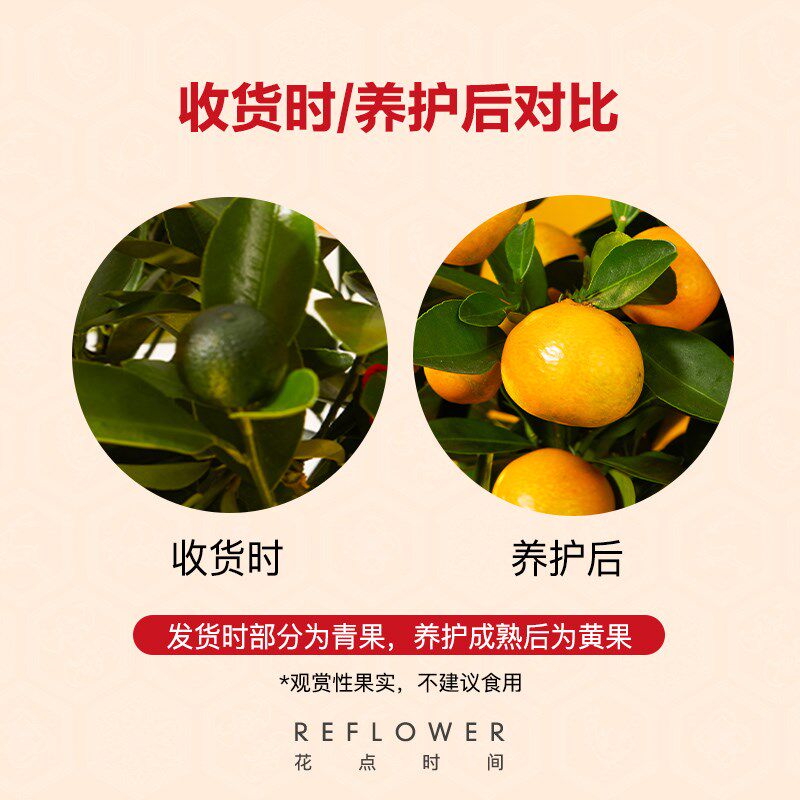 大型金桔树盆栽带果年桔可食用橘子树苗四季观果绿植室内客厅花卉