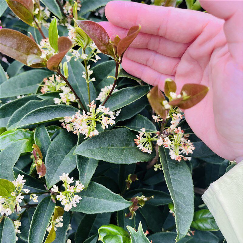 桂花苗正宗结子桂花四季开花味清新自然南方阳台庭院盆栽地栽树苗