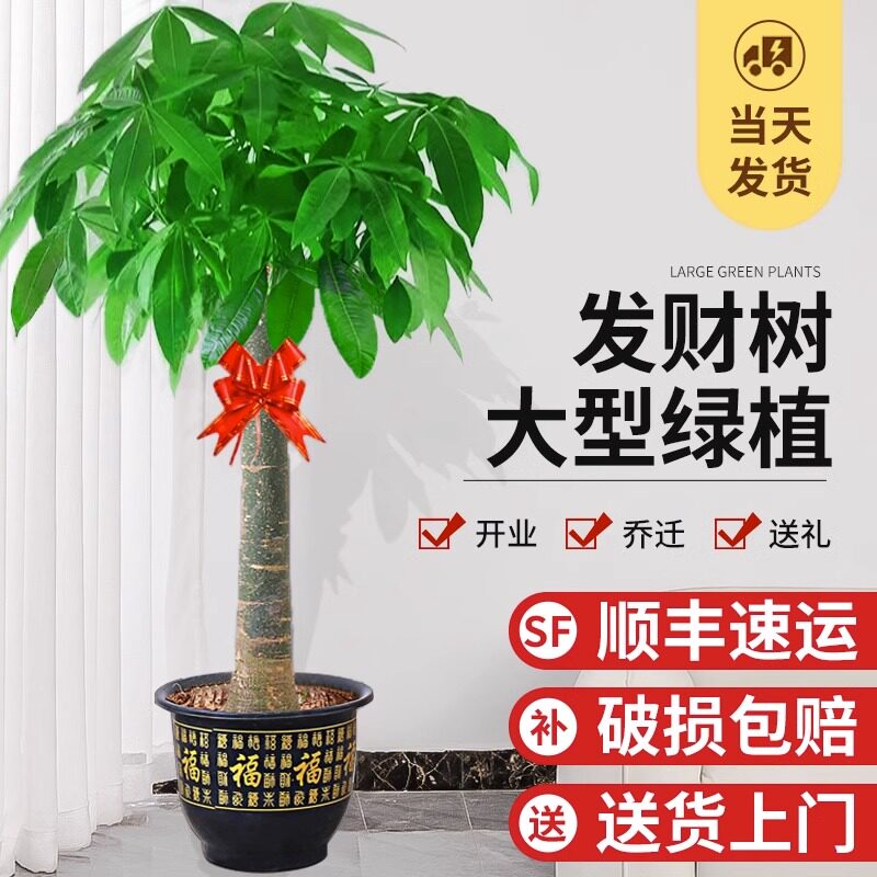 大型发财树盆栽大颗室内摆放步步高招财树绿植物办公室乔迁开业用