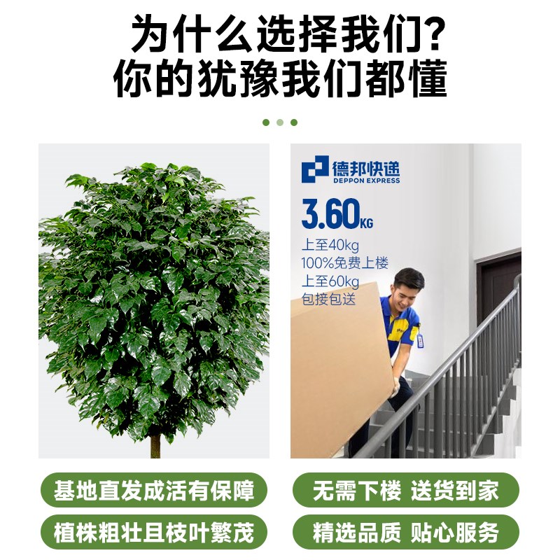 幸福树客厅盆栽大型绿植新家室内落地花卉办公室高级感植物大盆景