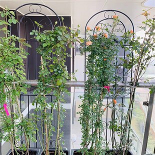 绿萝花架月季花爬藤架子插地蟹爪兰植物支撑杆铁艺多层园艺支架柱