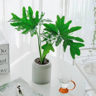 中号植物北欧室内植物花卉植物室内花盆栽春羽植物盆栽
