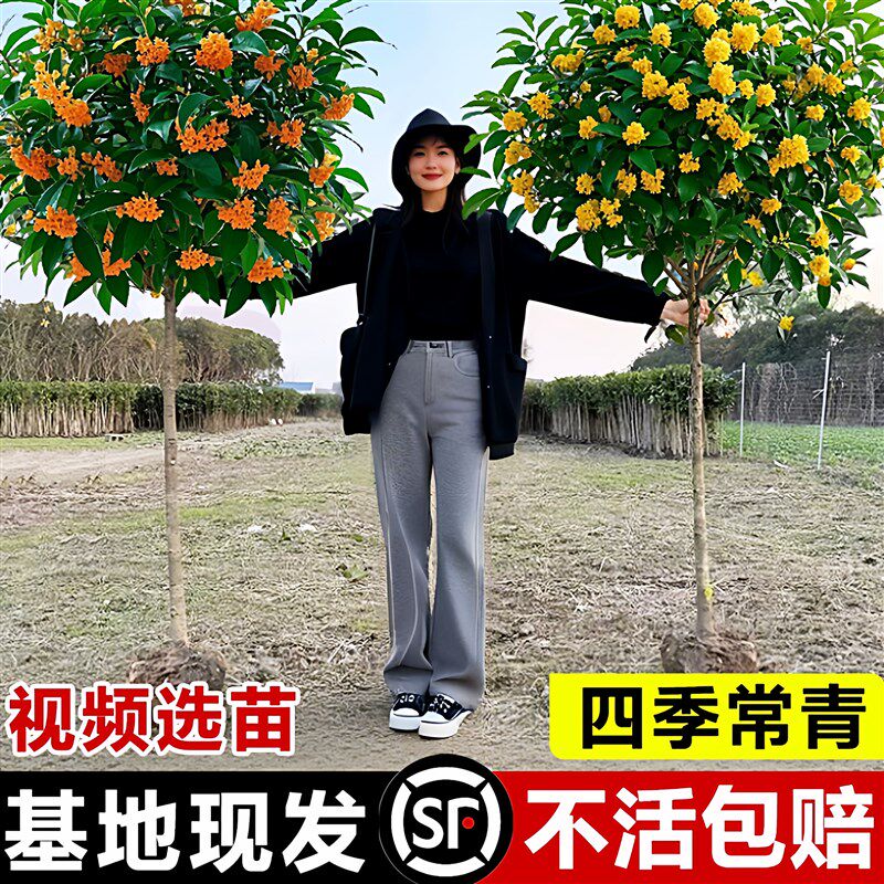 原生桂花树苗大树北方耐寒植物庭院地栽浓香型金桂丹桂四季桂盆栽